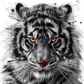 Affiche – Patrice Murciano – White tiger 2 – 70x70cm ou 30x30cm