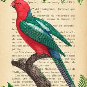 Affiche – Stef Lamanche – the Australian king parrot – 30x40cm ou 50x70cm