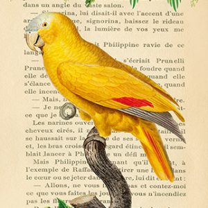 Affiche – Stef Lamanche – The Blue Fronted Parrot – 30x40cm
