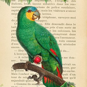 Affiche – Stef Lamanche – The Orange Winged Amazon – 30x40cm ou 50x70cm