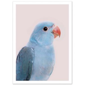 Affiche – Sisi and Seb – Blue parrot – 30x40cm
