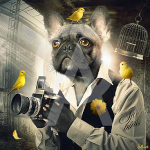 Impression Alu Dibond – Sylvain Binet – Chien Photo – 20x20cm